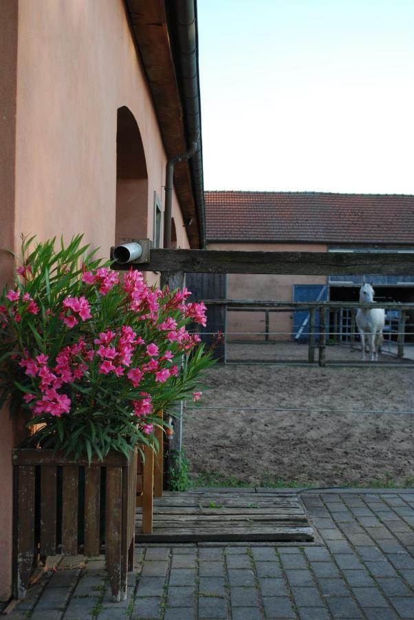 Ferienwohnung Auf Pferdehof Dreetz ภายนอก รูปภาพ
